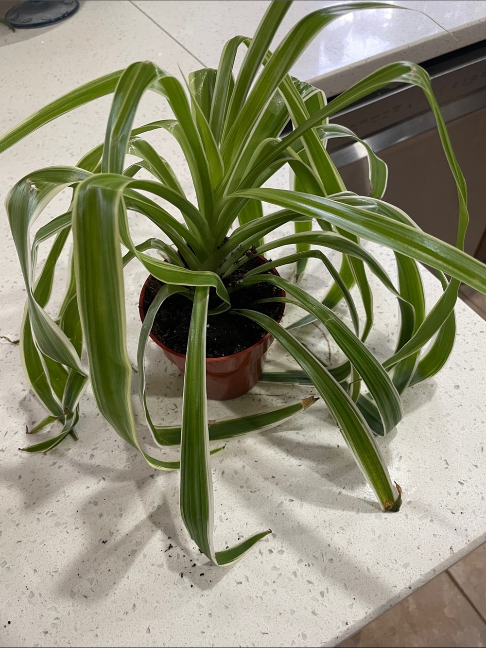 Home Accents Green Variegated Spider Plant - Lush Indoor Foliage